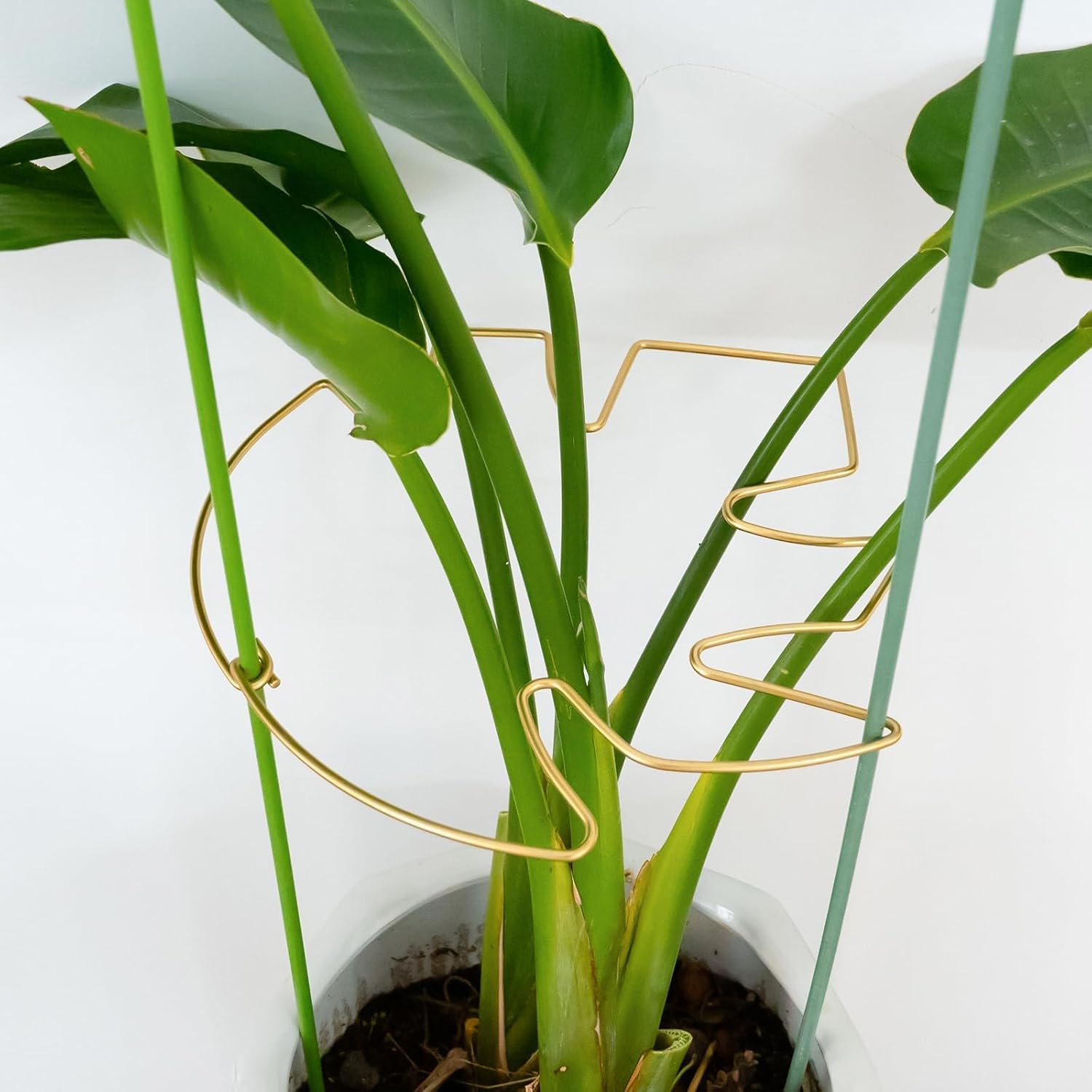 5PCS Monstera Plant Stem Support with Leaf Holders - Innovative Cactus Stake for Indoor Plants - Unique Plant Support Kit for Healthy Growth - Ideal for Gardening Enthusiasts-VerdiqueGarden