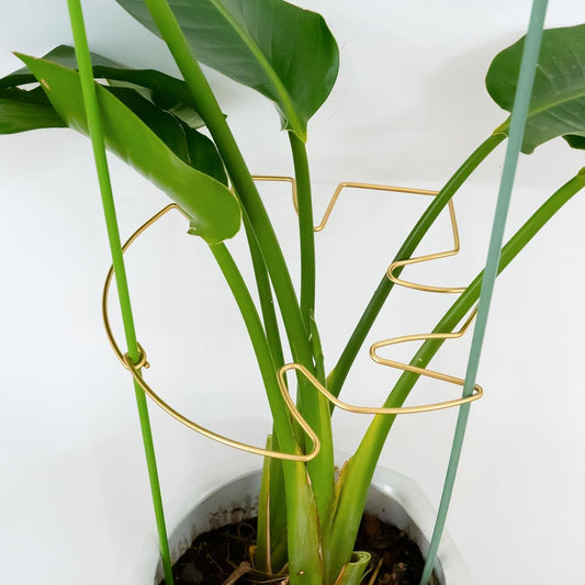 5PCS Monstera Plant Stem Support with Leaf Holders - Innovative Cactus Stake for Indoor Plants - Unique Plant Support Kit for Healthy Growth - Ideal for Gardening Enthusiasts-VerdiqueGarden