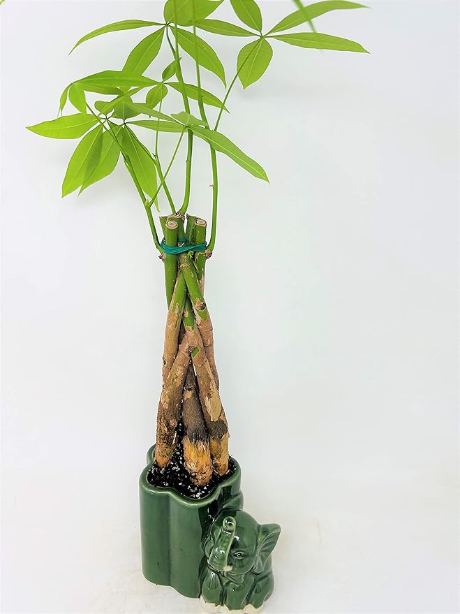 Jmbamboo - Live 10"-12" Money Tree Bonsai-and elephant ceramic pot.-VerdiqueGarden