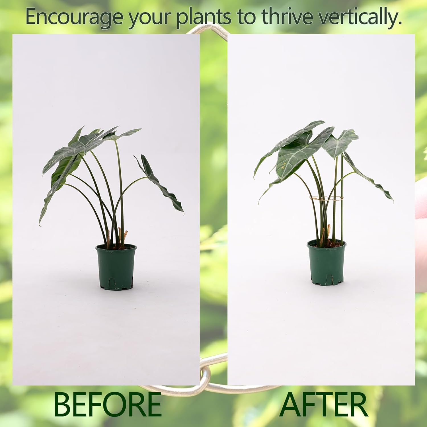 5.5 * 4.7IN Monstera Stem Support Stake with Clips - 5Pcs Durable Climbing Plant Support for Monstera, Fishbone Cactus, Easy Installation, for Plant Lovers-VerdiqueGarden