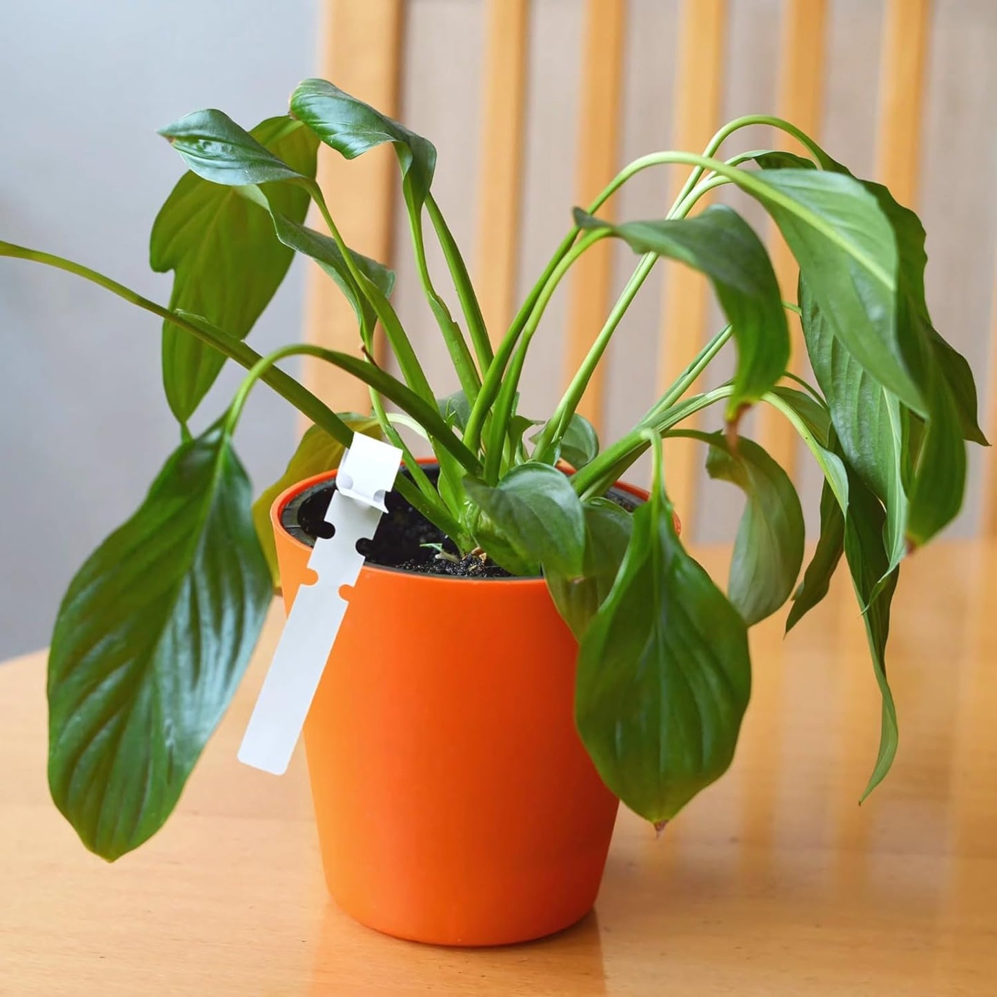 Plant Markers for Outdoor Plants Waterproof, 1500 PVC Plastic Garden Labels, Long-Lasting Flexible Plant Tags, Ideal for Outdoor Garden, Easy Organization-VerdiqueGarden