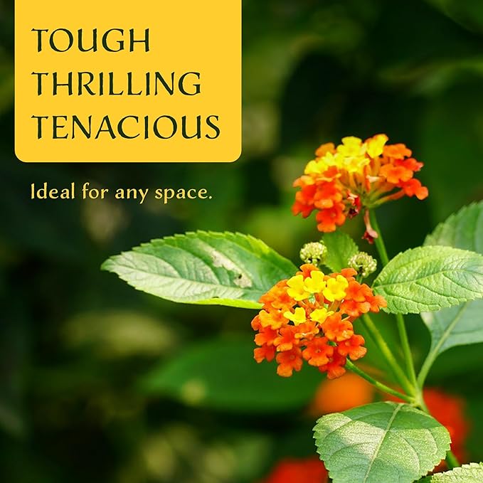 12 Dallas Red Lantana | Live Plants in 2.5-inch Nursery Cubes | Lantana Camara 'Dallas Red' Variety | Hardy Evergreen Perennial Shrub | Fiery Vibrant Blooms for Home & Garden-VerdiqueGarden