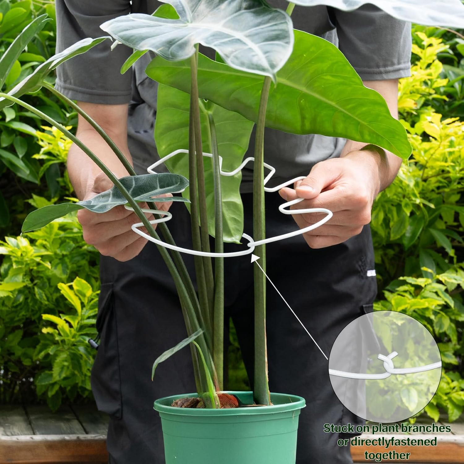 5PCS Monstera Plant Stem Support White 9 * 7.6in - Durable Stake Holder for Indoor Climbing Plants, Adjustable Installation Ideal for Fishbone Cactus and Plant Enthusiasts-VerdiqueGarden