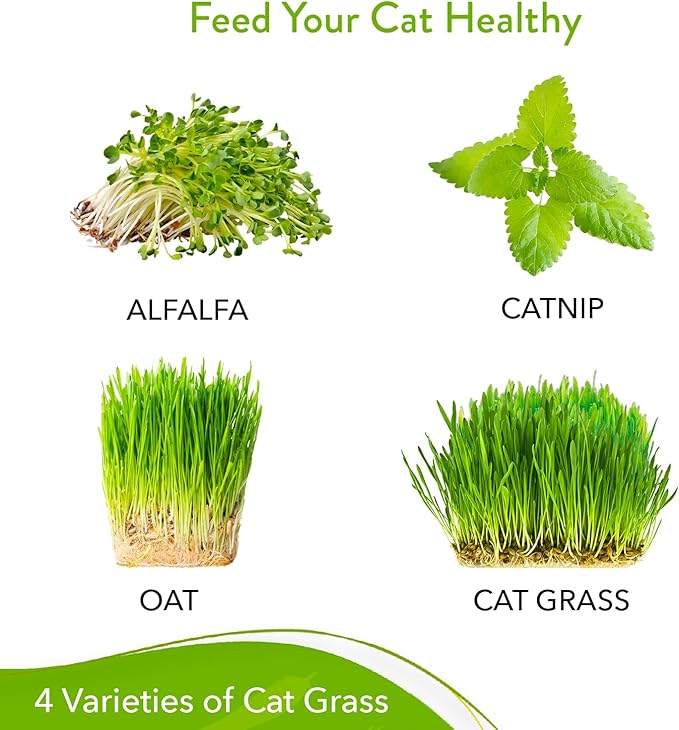 HOME GROWN 3200+ Cat Grass – 𝗡𝗢𝗡-𝗚𝗠𝗢 𝗨𝗦𝗔 Grown Catnip, Alfalfa, Oat, Cat Grass Mix – Indoor Cat Grass Kit Refill – High-Germination Pet Grass for Hairball Relief & Digestion-VerdiqueGarden