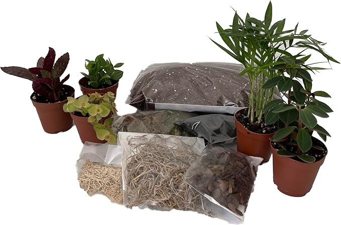 Hirt's Terrarium Kit with 5 Terrarium Plants in 2" Pots-VerdiqueGarden