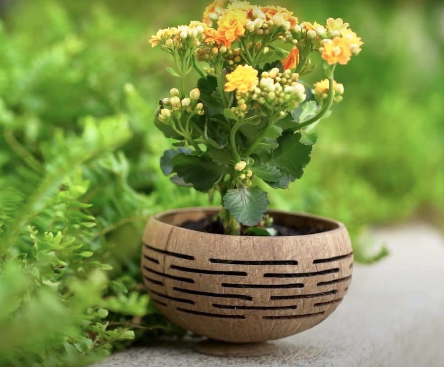 Set of 4 Horizons Coconut Planters w/Drainage Hole- Perfect for Succulents, Flowers, Small Plants, Indoor & Outdoor Gardens- Handcarved by Artisans, Eco-Friendly & Sustainable-VerdiqueGarden