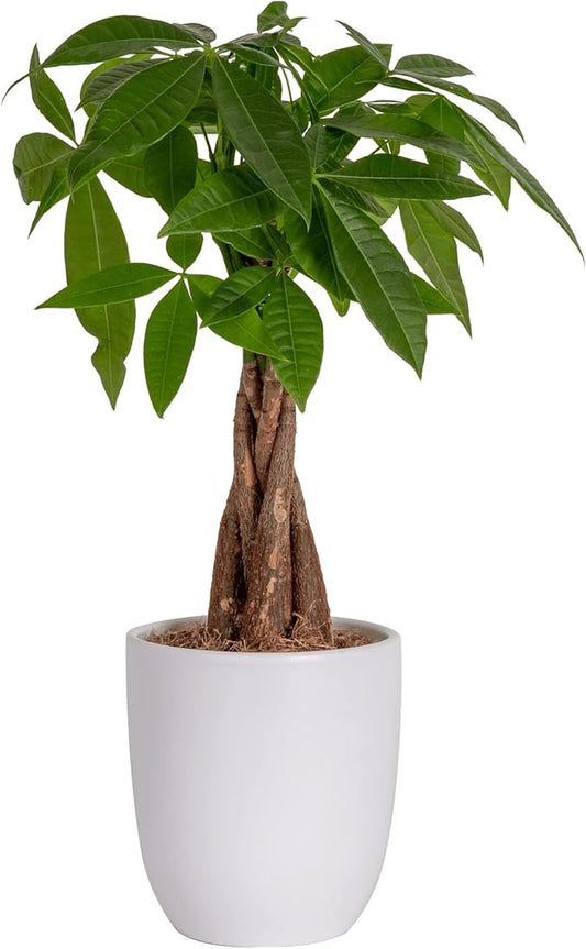 Costa Farms Money Tree, Easy Care Indoor Plant, Live Houseplant in Ceramic Planter Pot, Bonsai Potted in Potting Soil, Home Décor, Birthday Gift, New Home Gift, Outdoor Garden Gift, 16-Inches Tall-VerdiqueGarden