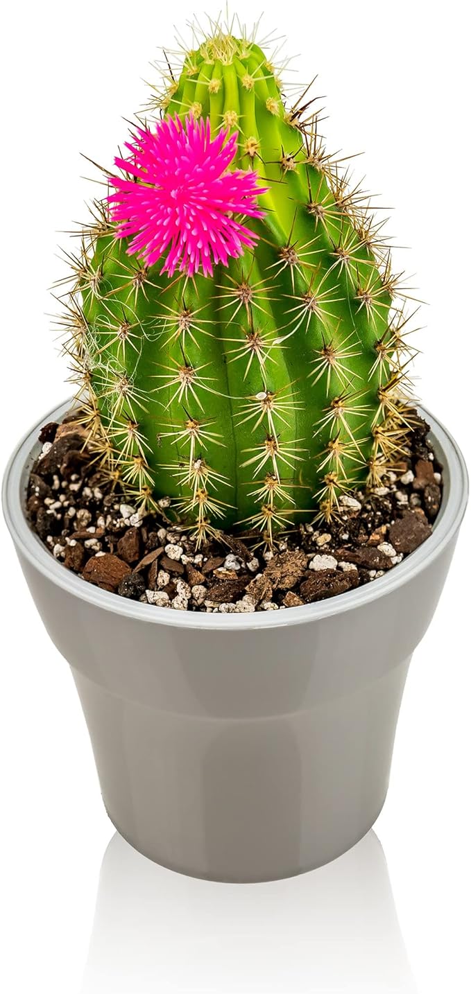 Professional Succulent Soil Premium All Purpose Blend | Pre-Mixed Ready to Use for Cactus and Succulents | Sphagnum Peat Moss, Perlite, New Zealand Pine Bark - Made in USA - 1 Quart-VerdiqueGarden