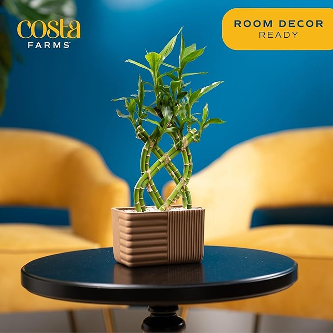 Costa Farms Lucky Bamboo Plant, Easy to Grow Live Houseplant in Indoor Bamboo Pot, Potting Mix, Grower's Choice, Birthday Gift, Home, Office, Plant Shelf Zen Room Decor, 12-Inches Tall-VerdiqueGarden