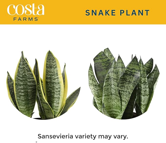 Costa Farms Sansevieria Grower's Choice Snake Live Indoor Plant, 12-Inches Tall, Grower Pot-VerdiqueGarden