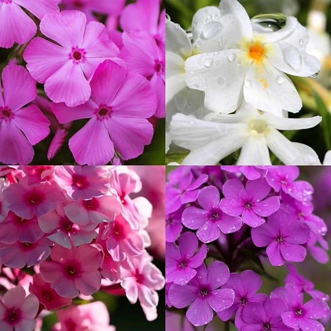 1000+ Phlox Seeds for Planting - Phlox Popstars Seeds Perennial Ground Cover Plants- Annual Flower for Home Garden-VerdiqueGarden