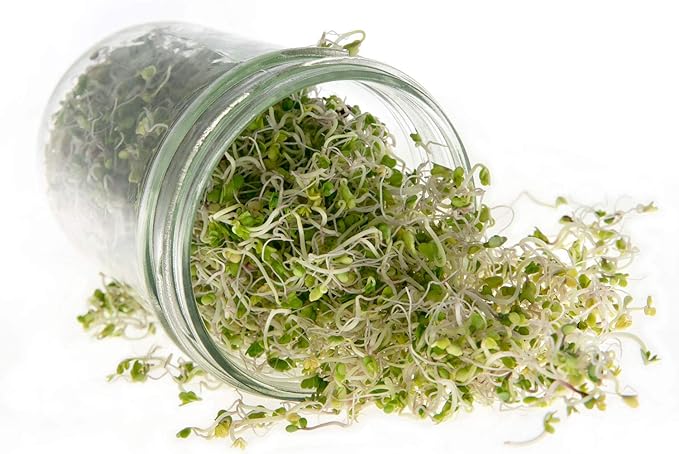 Broccoli Seeds for Sprouting & Microgreens | Waltham 29 Variety | Non GMO & Heirloom Seeds | Bulk 1 LB (16 oz) Resealable Bag | Rainbow Heirloom Seed Co.-VerdiqueGarden