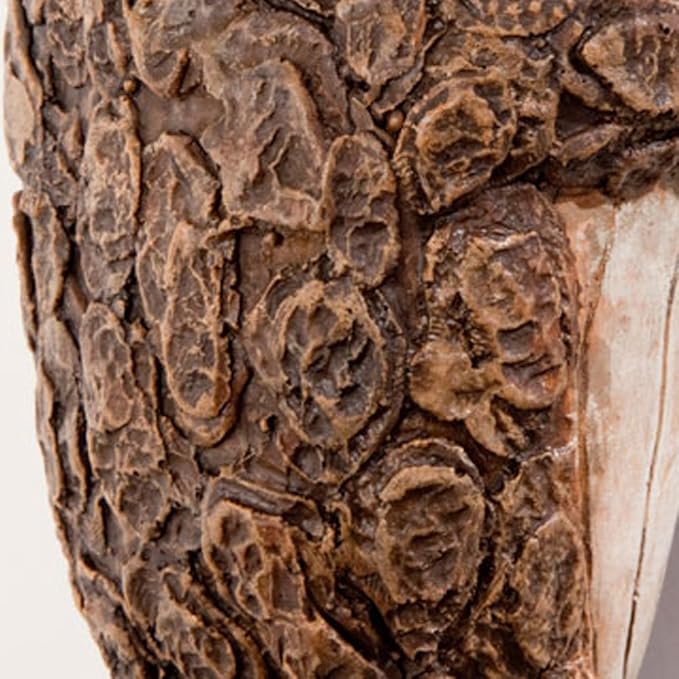 Bits and Pieces – Keep Quiet Frog Tree Peeker - Yard Decorations - Adorable Tree Sculpture - Garden Decoration - Garden Peeker Tree-Hugger Yard Art-VerdiqueGarden