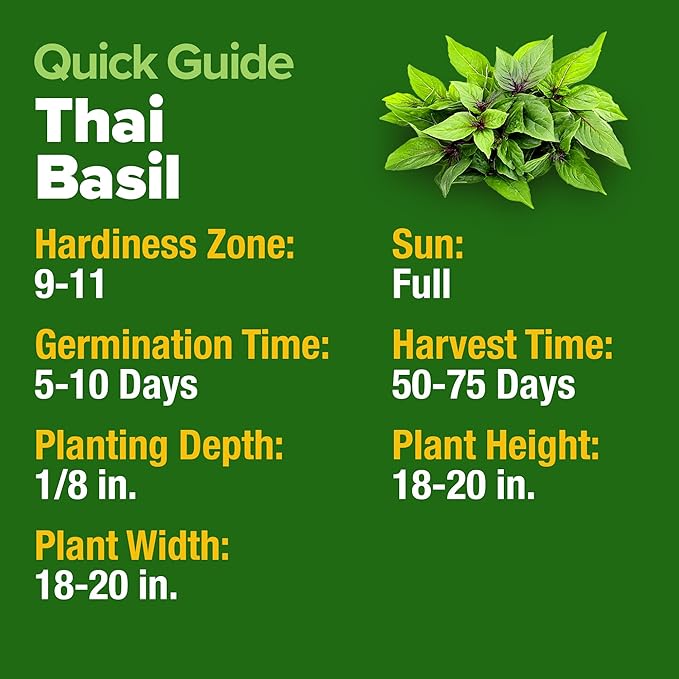HOME GROWN Thai Basil Seeds Pack - 438 High Germination 𝗡𝗢𝗡-𝗚𝗠𝗢 𝗨𝗦𝗔 Heirloom Herb Seeds for Planting,Ideal for Growing Fresh Basil Planting Indoor or Outdoor(Ocimum basilicum var.thyrsiflora)-VerdiqueGarden
