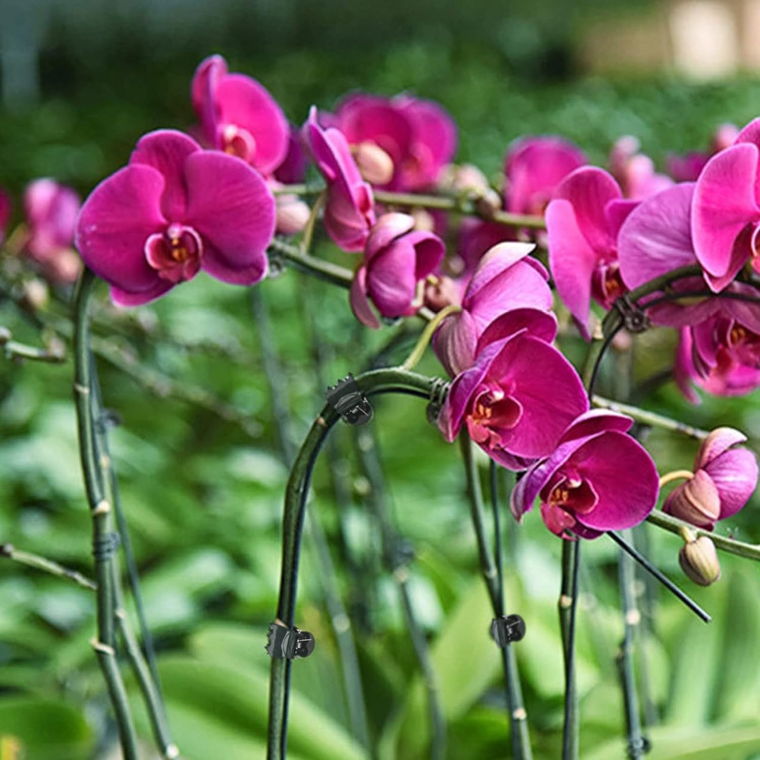 AccEncyc 100 Pcs Plant Clips Orchid Clips Plants Orchid Support Clips Flower Vine Clips for Supporting Stems Vines Stalks Climbing Plant Grow Upright-VerdiqueGarden