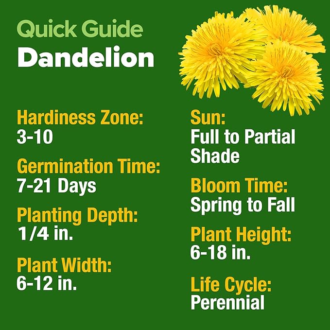 HOME GROWN 𝗨𝗦𝗔 𝗣𝗥𝗘𝗠𝗜𝗨𝗠 Dandelion Seeds for Planting – 600 Heirloom Medicinal Herb Seeds (~0.3g) 𝗡𝗢𝗡-𝗚𝗠𝗢 Grow Edible Leaves and Flowers for Remedies or Wildlife (Taraxacum officinale)-VerdiqueGarden