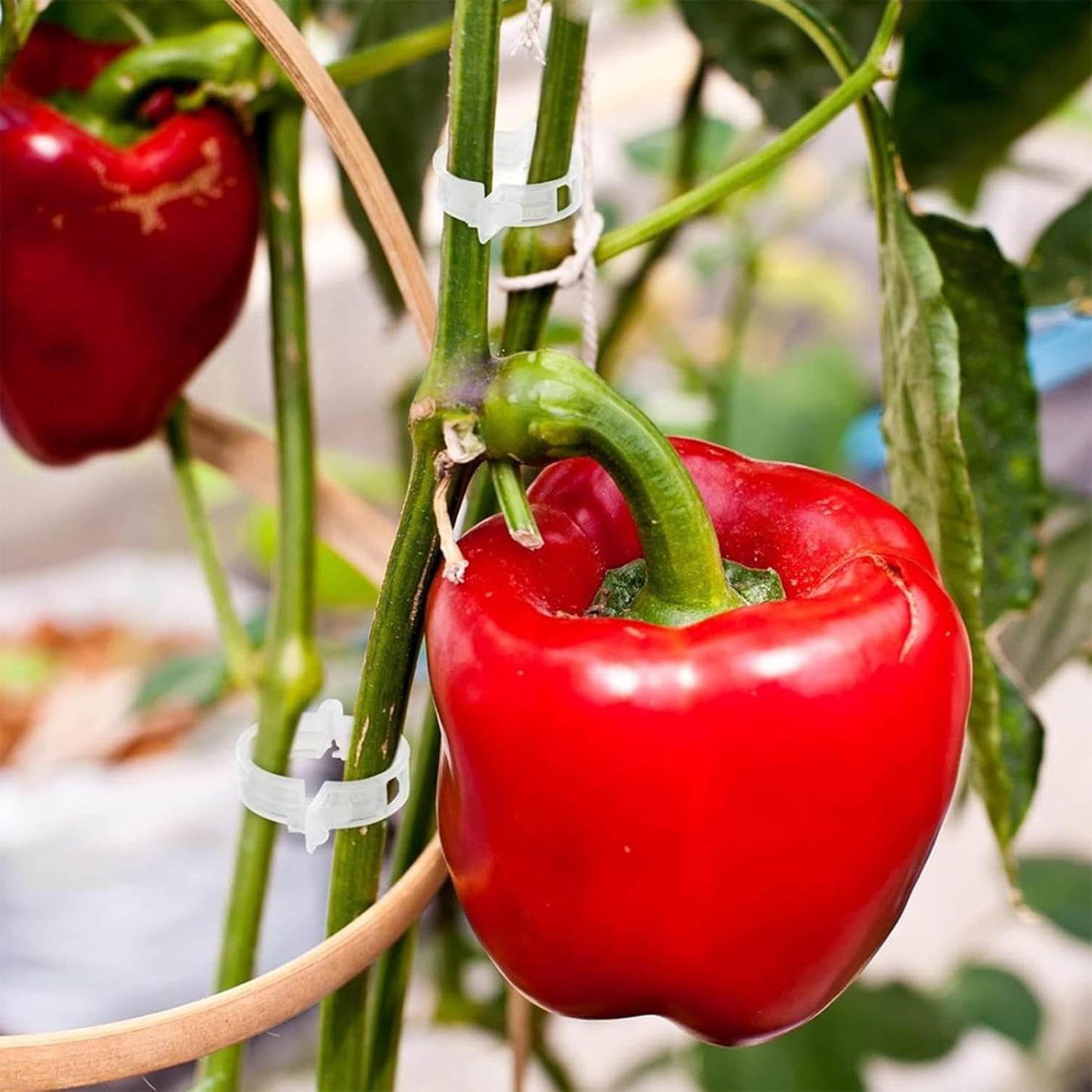 220Pcs Tomato Clips, Plant Support Garden clips, Trellis Clips Plant Support Clip, Vegetable Cages and Supports, Garden Trellis for Climbing Vine Plants, Supports Clip for Tomato Grape Melon-VerdiqueGarden