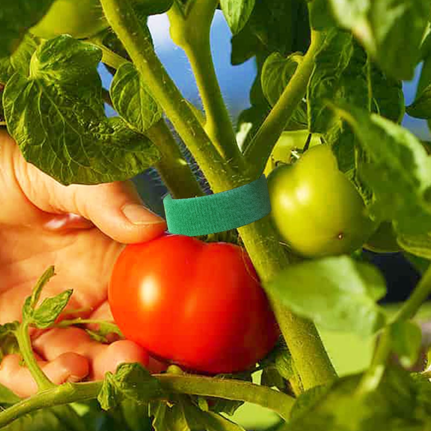 12 Rolls Plant Tape, Twist Ties for Plants 1/2" 394ft Garden Plant Ties, Green Tape, Soft and Tomato Plant Ties, Plant Twist Tie for Plant Gardening, Home, Office-VerdiqueGarden