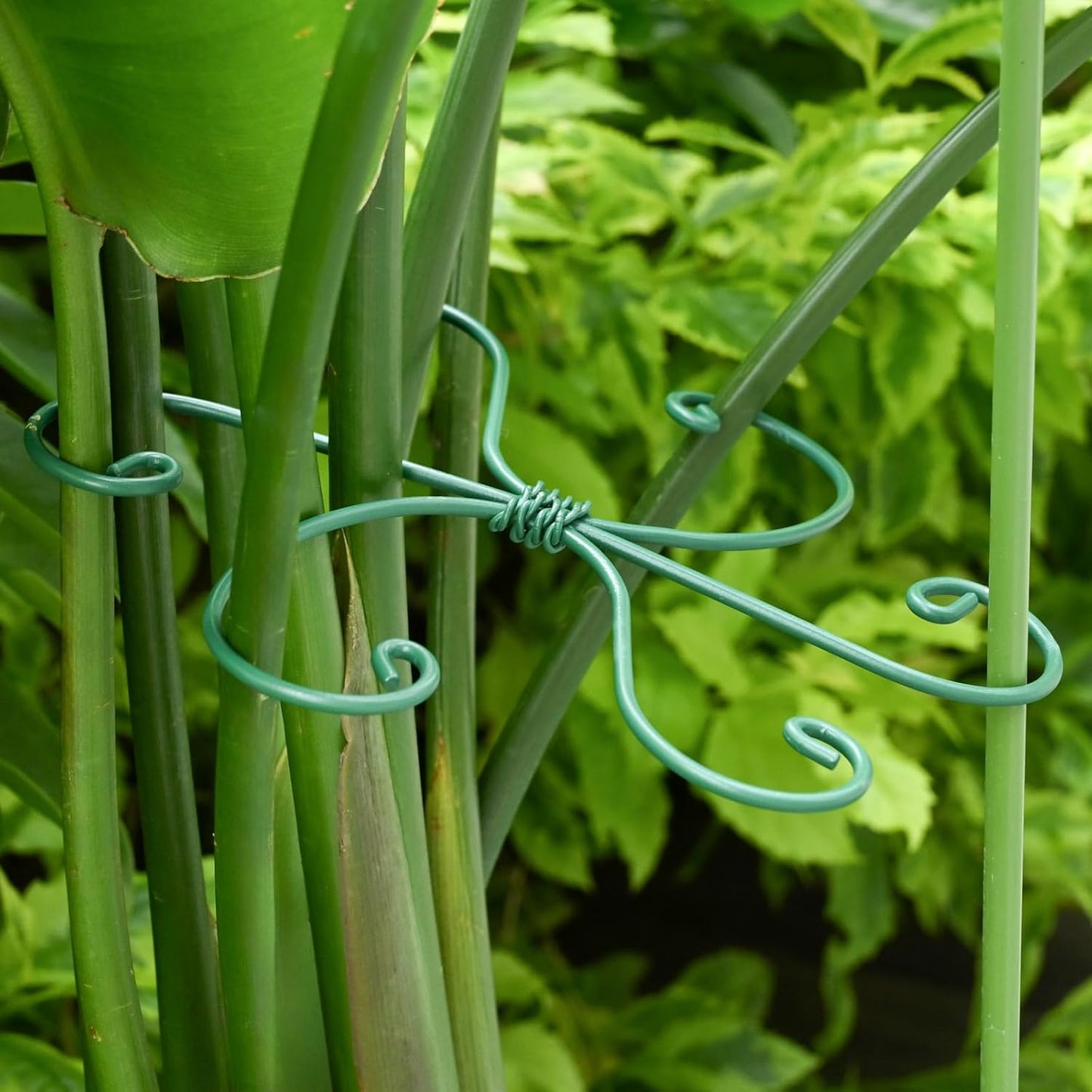 Monstera Plant Stem Support - 5 Pack 6.5"x6.5" Green Metal Stem Stabilizers, Adjustable Ring Clamps for Indoor Plants, Fishbone Cactus, Turtle Shell Bamboo & Climbing Vines-VerdiqueGarden