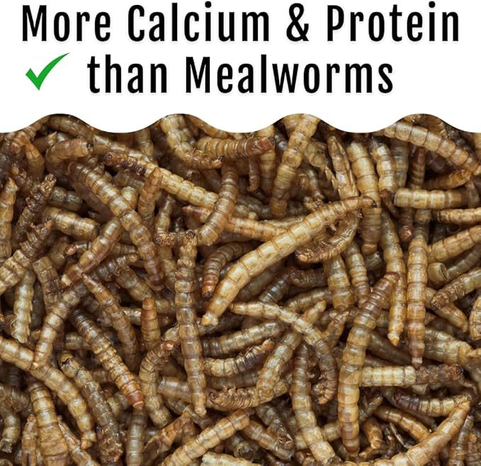 Grub Fuel Black Soldier Fly Larvae for Chickens - Nutrient-Packed BSFL, Sustainably Sourced Snack for Poultry, Rich in Protein, Calcium, Fiber, Essential Fatty Acids, USA Grown (1LB)-VerdiqueGarden