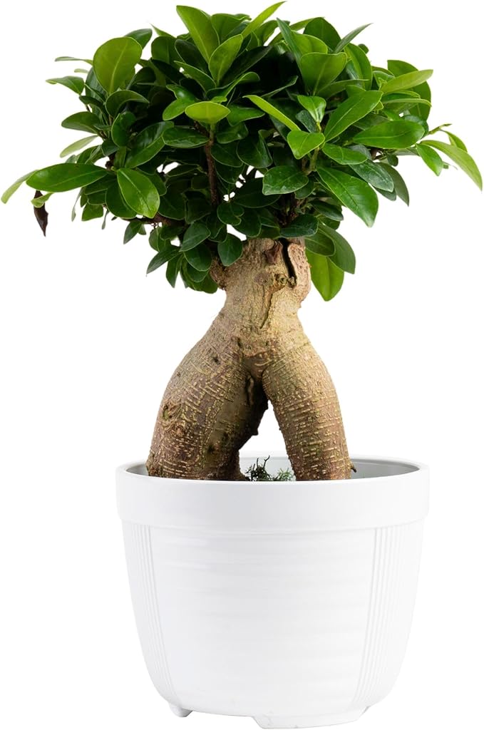 Costa Farms Mini Bonsai Live Indoor Tree, Grower's Choice, 1-Year Old, Potted in Indoor Planter Plant Pot, Tabletop Office and Home Décor, 10-Inches Tall-VerdiqueGarden