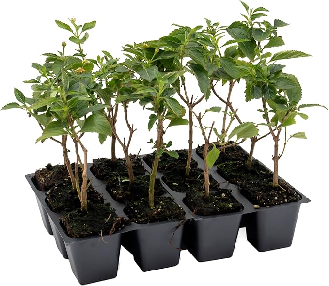 12 Dallas Red Lantana | Live Plants in 2.5-inch Nursery Cubes | Lantana Camara 'Dallas Red' Variety | Hardy Evergreen Perennial Shrub | Fiery Vibrant Blooms for Home & Garden-VerdiqueGarden