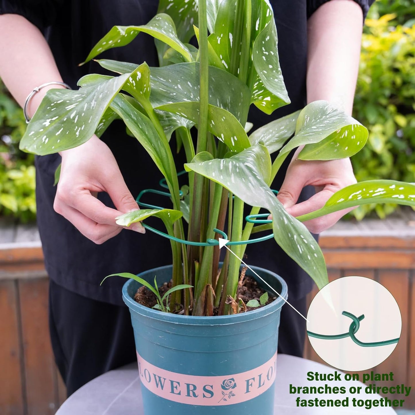 5PCS Monstera Plant Stem Support 7.3*6.25IN Adjustable Holder for Indoor Plants, Durable Metal Structure with Gentle Clips, Perfect for Fishbone Cactus & Climbing Plants, Ideal Gardening Gift-VerdiqueGarden