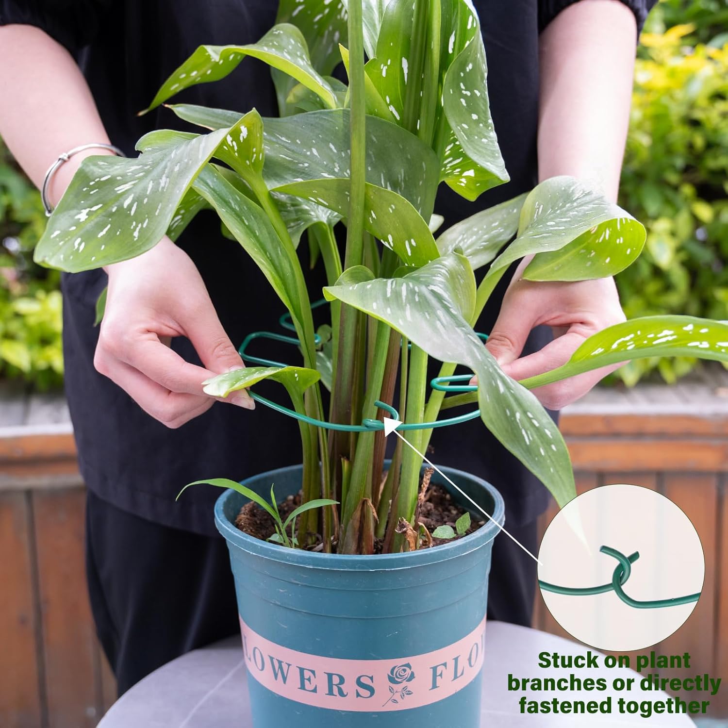 5PCS Monstera Plant Stem Support 7.3*6.25IN Adjustable Holder for Indoor Plants, Durable Metal Structure with Gentle Clips, Perfect for Fishbone Cactus & Climbing Plants, Ideal Gardening Gift-VerdiqueGarden