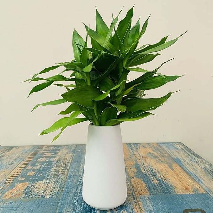 Simple Vase for Flowers Plants, Matte Vases for Modern Table Shelf Home Decor Wedding Boho Decor, 6" H Frosted Elegant Ceramic Vase for Pampas Grass Fluffy Stem Bouquet Lavender Flowers (White, 2)-VerdiqueGarden