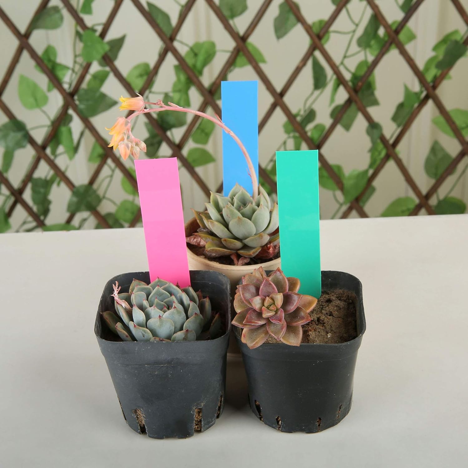 1000 Pcs 4 Inch Plastic Garden Plant Tags Nursery Garden Labels Markers Plant Stakes Waterproof Pot Labels, 5 Colors-VerdiqueGarden