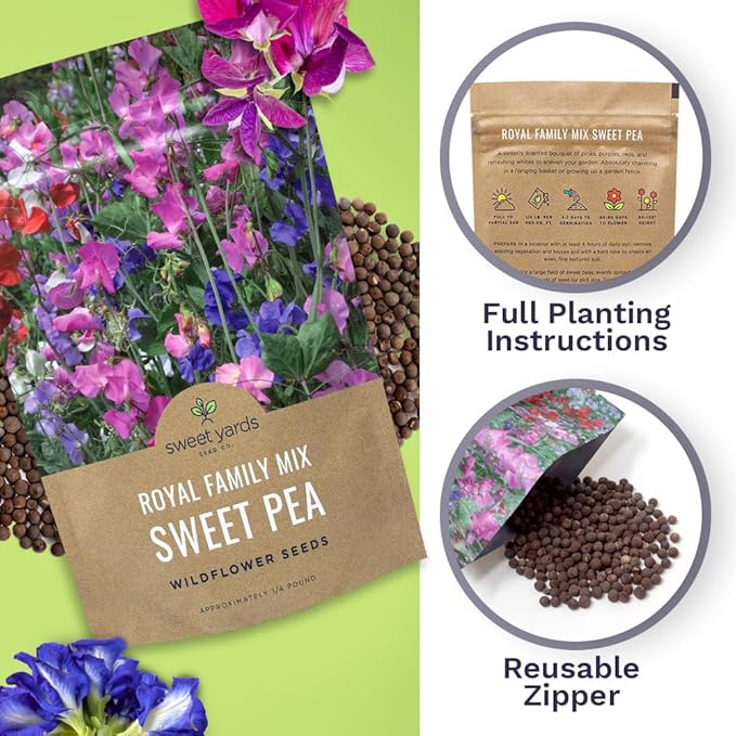 Sweet Pea Seeds Royal Mix - Bulk 1/4 Pound Bag - Over 1,400 Seeds - Large Fragrant Lavender, Purple, Red, Pink and White Blooms-VerdiqueGarden
