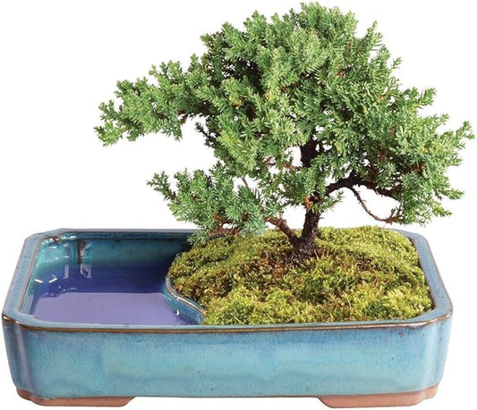 Brussel's Bonsai Live Green Mound Juniper Bonsai Tree - Medium, 5 Year, 6 to 10 Inches - Outdoor Bonsai Tree Live with Water Bonsai Pot (Not Sold in California)-VerdiqueGarden