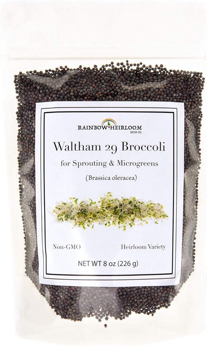 Broccoli Seeds for Sprouting & Microgreens | Waltham 29 Variety | Non GMO & Heirloom Seeds | 8 oz Resealable Bag | Rainbow Heirloom Seed Co.-VerdiqueGarden