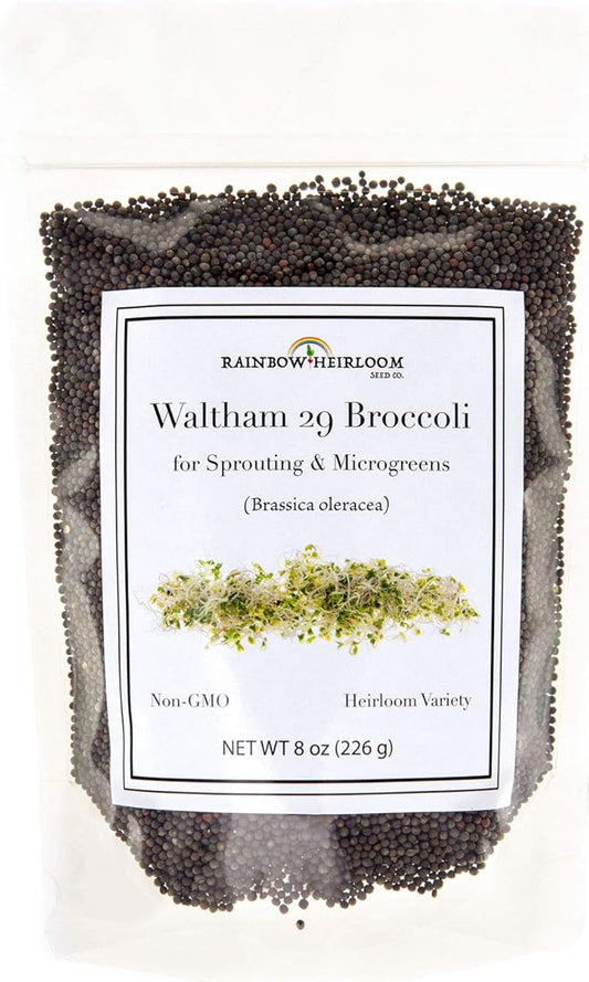 Broccoli Seeds for Sprouting & Microgreens | Waltham 29 Variety | Non GMO & Heirloom Seeds | 8 oz Resealable Bag | Rainbow Heirloom Seed Co.-VerdiqueGarden