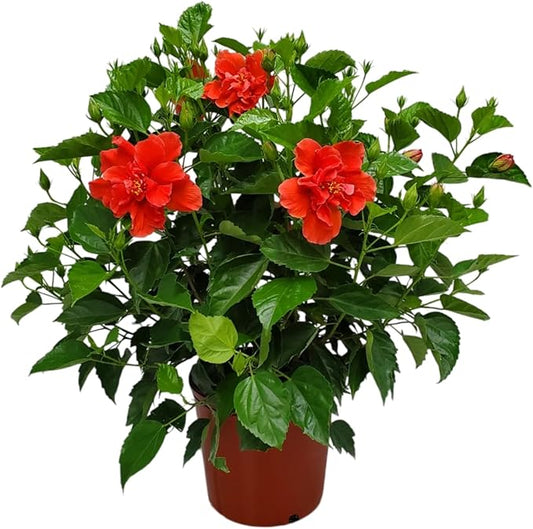 Hibiscus Plant Live - Double Red Hibiscus Bush - Flowering Plants - Red - Overall Height 26" to 28" - Tropical Plants of Florida (Plant Only)-VerdiqueGarden