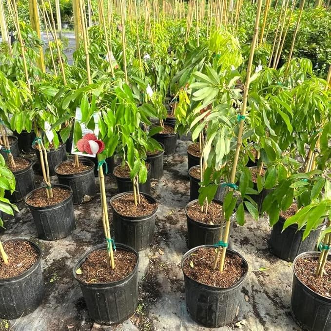 Premium Lychee Potting Soil Mix - Perfect Balance of Nutrients, Drainage, and Aeration for Thriving Lychee Trees - 4 Quart-VerdiqueGarden