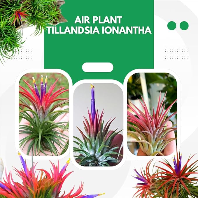 12 Air Plants, Tillandsia Air Plants Live Houseplants for Garden, Red Lonantha Tillandsia Plant-VerdiqueGarden