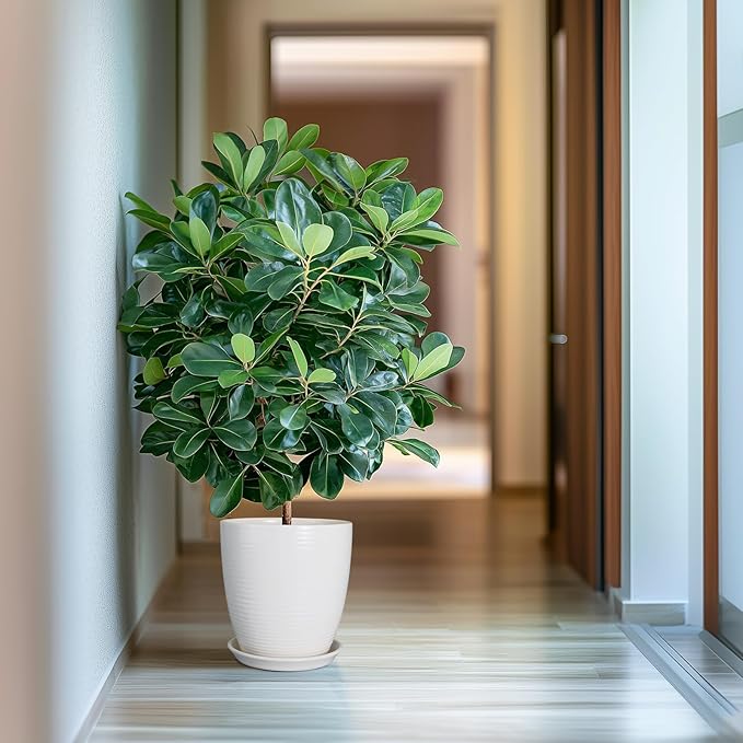 10 Inch Ceramic Planter Pot Large Plant Pot with Drainage Hole and Saucer Modern Round Flower Pot for Indoor Outdoor Plants Garden Pot White-VerdiqueGarden