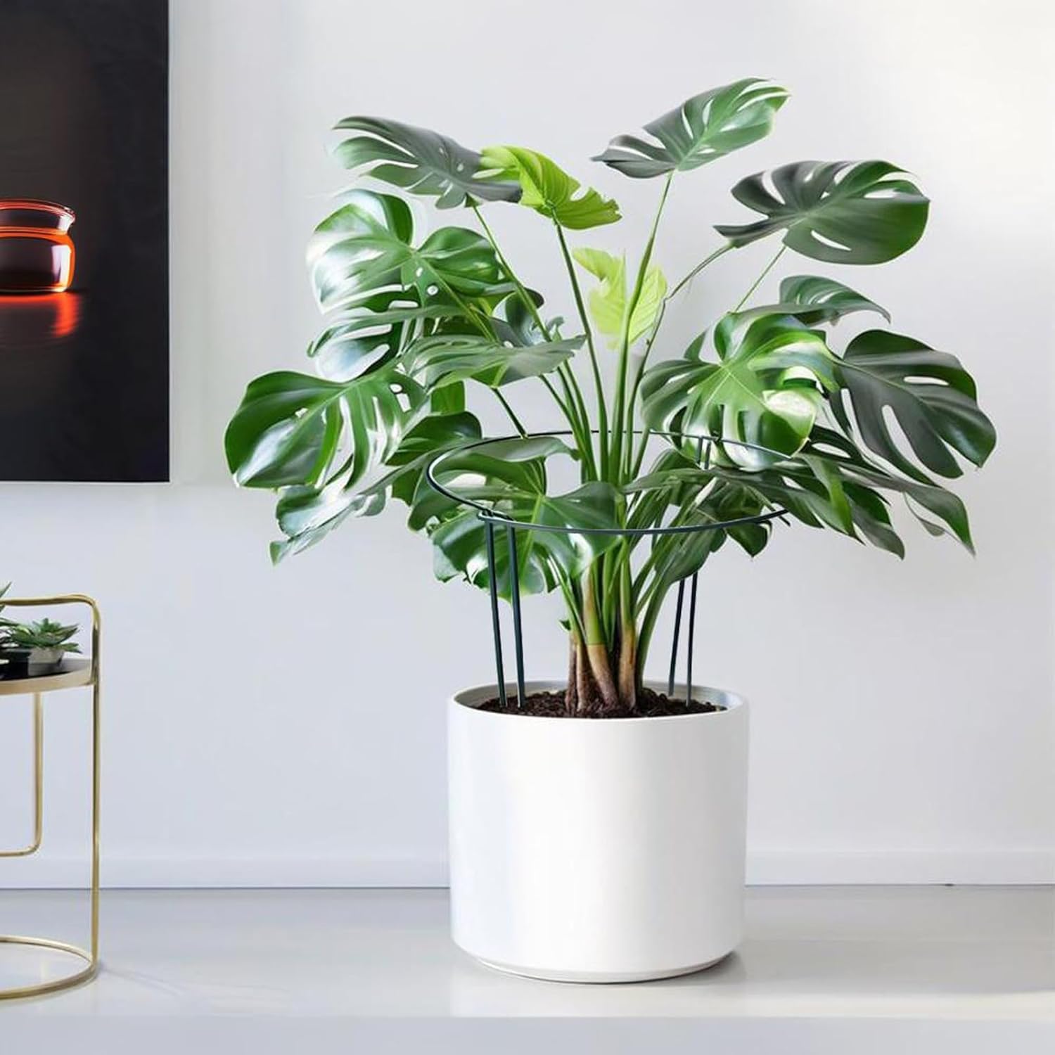 Tall Plant Support Stakes 6 Pack 10" W x 16" for Indoor and Outdoor, Peony Cages and Supports, Plant Cage Ring for Potted Flower, Rose Bush, Peony, Tomato, Hydrangea, Perfect for Flowers and Vegetable-VerdiqueGarden