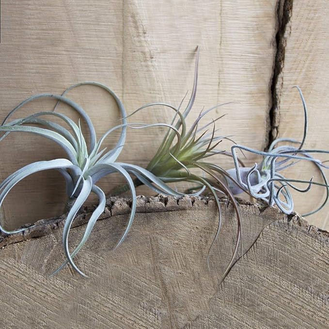 CHIVE Artificial Air Plants — Bulk Set of 5, Medium — Ultra Realistic Fake Tillandsia Bromeliad Plants — Decorative Faux Succulents for Home & Office Decor — No Care Needed!-VerdiqueGarden