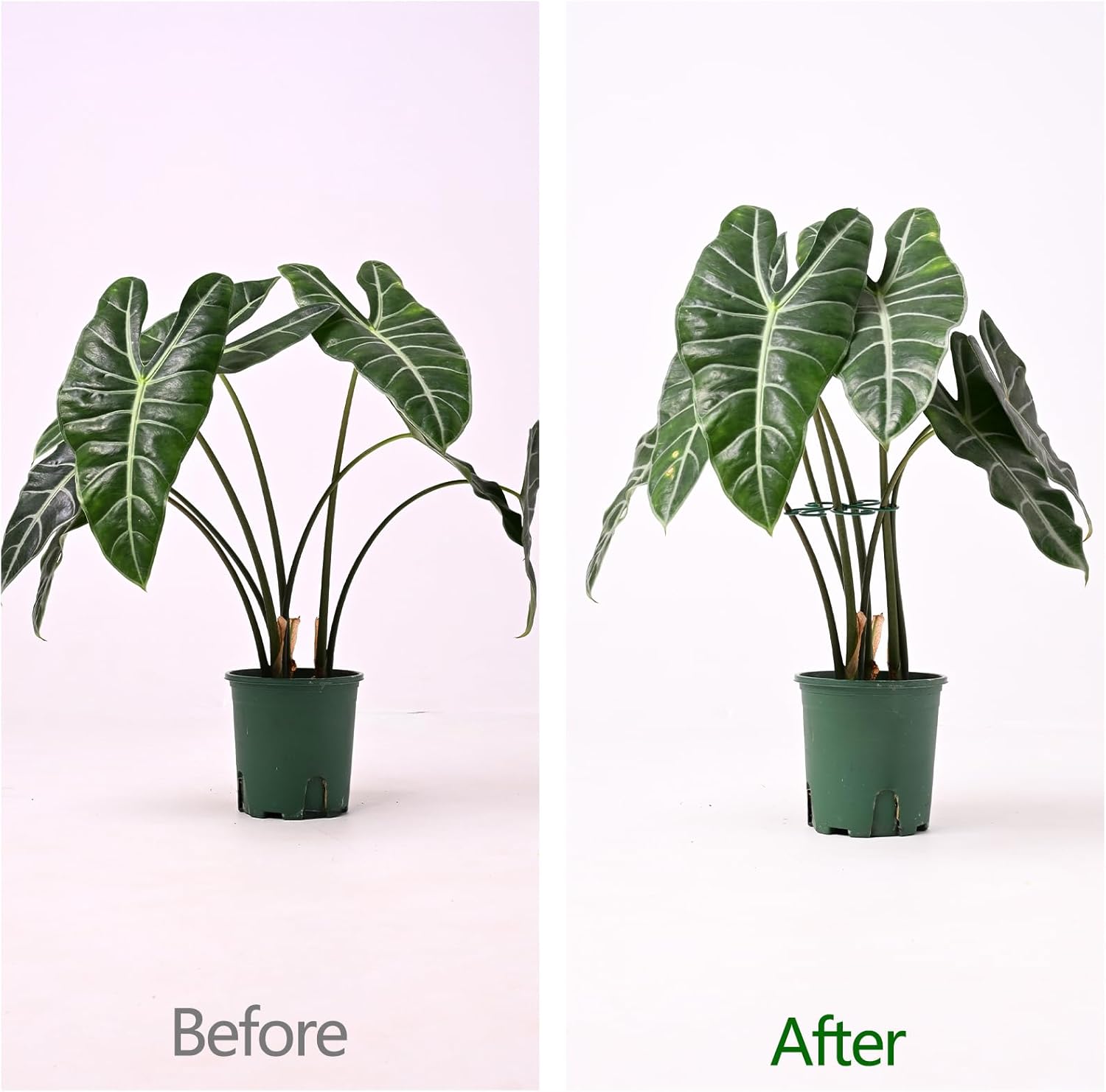 5PCS Monstera Plant Support Hook - 4.1 * 4.4IN, Durable Flexible Stabilizers for Indoor Plants, Metal Stem Supports and Leaf Holders, Easy Tool-Free Operation, Ideal for Fishbone Cactus Care-VerdiqueGarden