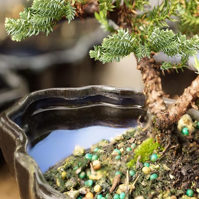 Brussel's Bonsai Brussel's Green Mound Juniper Bonsai in Zen Reflections Pot, SMALL-VerdiqueGarden
