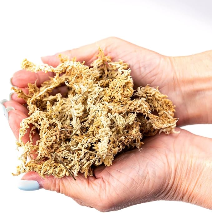 Premium Grade Sphagnum Moss by Gardenera - Organic Hand Mixed New Zealand Long Fibered Sphagnum Moss Orchid - 2 Quart-VerdiqueGarden