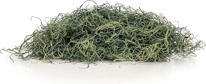 Premium Spanish Moss in Basil| Natural Preserved - Great Ground Cover - Filler for Potted Plants - by GARDENERA - 1 Quart Bag-VerdiqueGarden