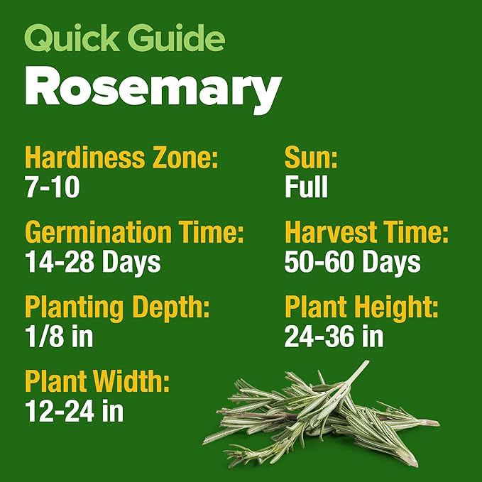 HOME GROWN 𝗨𝗦𝗔 𝗣𝗥𝗘𝗠𝗜𝗨𝗠 Rosemary Seeds Pack - 150 High Germinating 𝗡𝗢𝗡-𝗚𝗠𝗢 Heirloom Herb Seeds for Planting in Indoor or Outdoor Herb Gardens (Salvia rosmarinus)-VerdiqueGarden