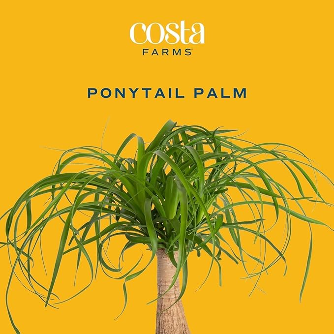 Costa Farms Ponytail Palm Bonsai, Easy to Grow Live Indoor Plant in Indoors Garden Planter Pot, Air Purifying Houseplant, Housewarming, Birthday Gift, Office, Home, and Room Décor, 1 Foot Tall-VerdiqueGarden