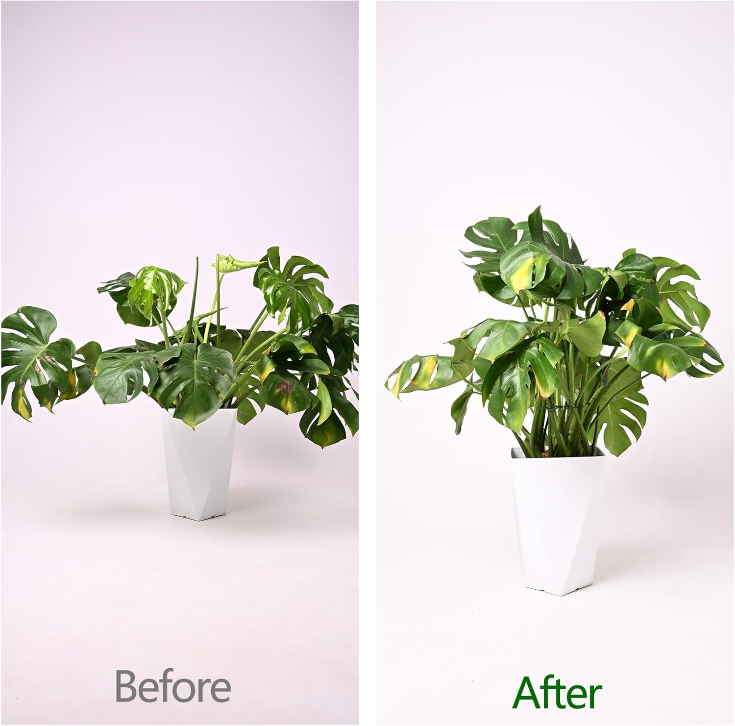 Monstera Plant Stem Support - 5 Pack 6.5"x6.5" Green Metal Stem Stabilizers, Adjustable Ring Clamps for Indoor Plants, Fishbone Cactus, Turtle Shell Bamboo & Climbing Vines-VerdiqueGarden