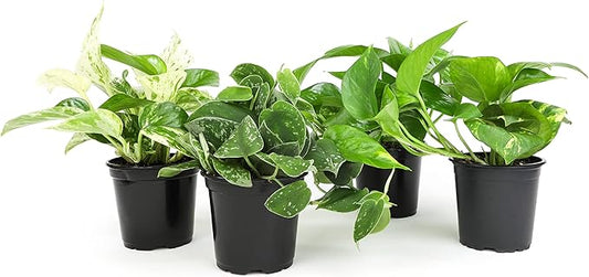 Live Pothos Plants (4PK) Indoor Plants Live Houseplants, Pothos Live Plant House Plants, Money Plant Indoor Pothos Plant Decor, Devils Ivy Trailing Plants Live by Plants for Pets,Black-VerdiqueGarden