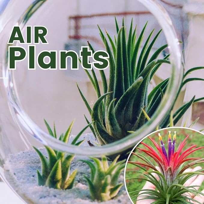 12 Air Plants, Tillandsia Air Plants Live Houseplants for Garden, Red Lonantha Tillandsia Plant-VerdiqueGarden