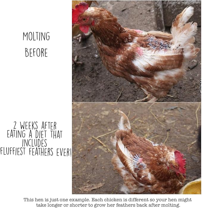 Pampered Chicken Mama Backyard Chicken Molting Supplement: Fluffiest Feathers Ever Backyard Chicken Feed and Supplies for Hens (6 Pound Economy Size)-VerdiqueGarden